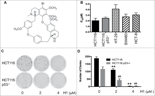 Figure 1. Effect of H1 on growth of human colorectal cancer cells. The chemical structure of H1 was shown in (A). HCT116, HCT116 p53−/−, HT-29, SW480 and HCT-8 cells were seeded into 96-well plate. After exposure to various concentrations of H1 for 72 h, cell viability was determined by MTT assay. Data from 3–5 independent experiments were used to calculate IC50 by Graphpad Prism 6.0 software (B). HCT116 and HCT116 p53−/− (C&D) were seeded into 6-well plates at concentration of 400 cells/mL. After an overnight incubation, cells were treated by H1 for an additional 24 h, then change to fresh medium. After 10–14 days incubation, colonies (>50 cells) were fixed and manually counted. A representative of 4 experiments is shown. **P < 0.01; ##P < 0.01 vs. each control group.