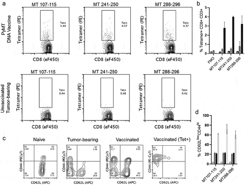 Figure 5. PyMT-Dq tetramers label antigen-specific CD8 + T cells after vaccination. a) Top Row) Naïve FVB mice were vaccinated and boosted twice with PyMT + mGM-CSF DNA plasmids. Two weeks after the final booster, splenocytes were harvested and analyzed with flow cytometry. Bottom Row) Naïve FVB mice received mammary fat pad transplants of 250,000 MMTV-PyMT tumor cells. Once tumors reached 2cm3, mice were euthanized and splenocytes were stained with tetramers for PyMT-specific T cells. Left-to-Right) H-2Dq tetramers in separate staining panels: MT107-115, MT241-250, and MT288-296. These data have previously been gated on viability/CD3+/CD8α+. b) Quantification of tetramer staining, c) Phenotype of CD8 + T cells in naïve, tumor-bearing, vaccinated, or antigen-specific (vaccinated) settings. Each of the panels were gated on viability/CD3+/CD8 α +, with an additional gate for tetramer+ staining. d) Quantification of CD62LlowCD44hi populations. Panels B&D groups (n = 2/group): Naïve Spleen (clear), Unvaccinated Tumor-bearing (dark gray), PyMT Vaccinated (black), PyMT Vaccinated>Tetramer+ (light gray)