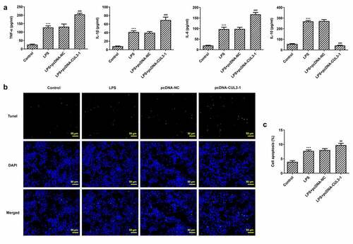 Figure 4. CUL3 overexpression promotes inflammation and apoptosis of PDLSCs treated with pg-LPS. (a) ELISA assay was performed to detect the effect of CUL3 overexpression on inflammatory factors (TNF-α, IL-6, IL-1β and IL-10) in PDLSCs treated with 1 μg/mL pg-LPS. (b) Tunel assay was performed to detected the effect of CUL3 overexpression on apoptosis of PDLSCs treated with 1 μg/mL pg-LPS. Magnification×200. (c) Statistical analysis of apoptosis. *p < 0.05, **p < 0.01 and ***p < 0.001 vs. pcDNA-NC. ***p < 0.001 vs Control, ##p < 0.01, ###p < 0.001 vs LPS+pcDNA-NC. CUL3: Cullin3.CUL3: Cullin3