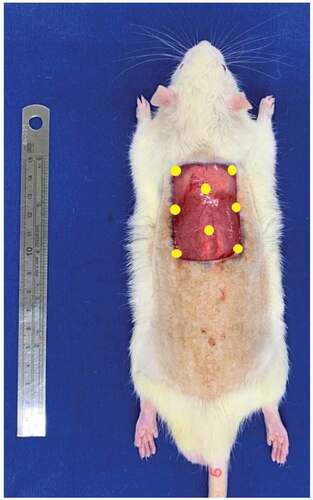 Figure 1. Surgical technique. A cutaneous lesion was induced in the dorsal region between the two scapulae with the largest axis in the longitudinal direction. Mononuclear stem cells were administered subcutaneously at eight points (yellow) along the margins and in the center of the wound.