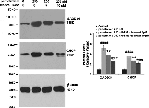 Figure 7. Montelukast prevented pemetrexed–induced expression of GADD34 and CHOP.(a). mRNA of GADD34 and CHOP; (b). Protein of GADD34 and CHOP (####, P < 0.0001 vs. vehicle group; **, ***, P < 0.01, 0.001 vs. pemetrexed treatment group).