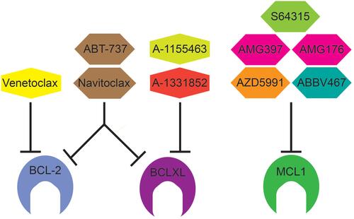 Figure 2 BCL-2 Family inhibitors and their targets. Venetoclax (ABT-199) is a BCL2 selective inhibitor and approved for use in CLL, SLL, and AML under the trade name VENCLEXTA®. ABT-737 inhibits BCL2, BCLXL, and BCLW (not shown). Similar to ABT-737, Navitoclax inhibits BCL-2, BCLXL, and BCLW but is orally bioavailable. A-1155463 and A-1331852 are selective BCLXL inhibitors. There are five selective MCL1 inhibitors in early clinical trials: S64315 (MIK665), AZD5991, AMG176, AMG379, and ABBV467.