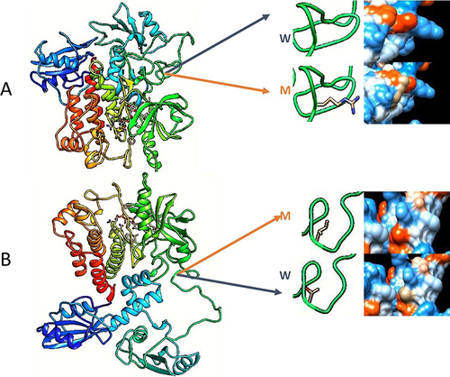 Figure 3 This is a molecular visualizations of ZAP70 protein implicated in this case, (A) shows the c.871G>A (p.Gly291Arg) mutation. (B) shows 7c.833C>T (p.Thr278Ile) mutation. The (W) letter represent the wild type while (M) represent mutant type in both figures. Due to mutations, amino acid hydrophobicity may changed in the ZAP70 protein, and it is shown next to the amino acid in both figures. Notably, from SIFT, Align-GVGD, and PolyPhen-2 algorithms, only the later predicted that (p.Gly291Arg) mutation is “Possibly Damaging”, and also predicted that other mutation is “Benign”. We created this illustration using Swiss-MODEL (https://swissmodel.expasy.org) and Chimera 1.16 software after mutating the ZAP70 with the patient’s ZAP70 mutations.