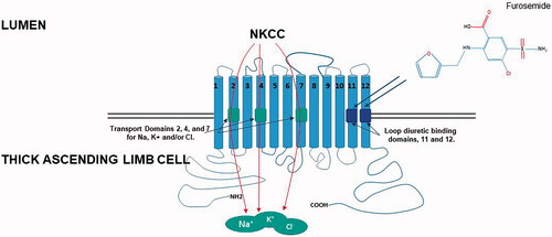 Figure 1. Schematic diagram showing the 12 transmembrane domain Na-K-2Cl (NKCC) transporter in the thick ascending limb of the loop of Henle. Loop diuretics bind to the chloride-binding site (portions of the transmembrane domains 11 and 12) resulting in obstruction and subsequent inhibition of the NKCC-2 transporter domains 2, 4, and 7 transport Na, K, and/or Cl.