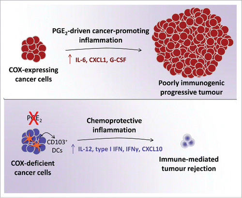 Figure 1. COX-driven PGE2 production by cancer cells fuels tumor-promoting inflammation and allows progressive tumor growth. Cancer cell-specific COX-deficiency alters the inflammatory profile at the tumor site increasing antitumor mediators and enabling immune-dependent tumor rejection.