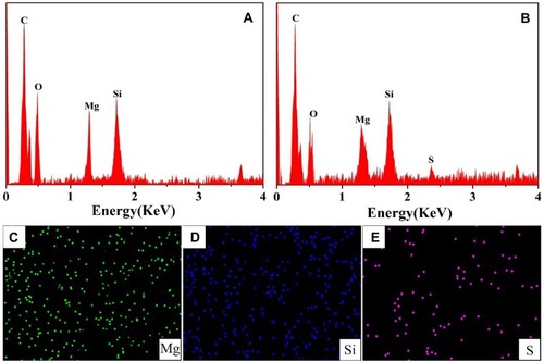 Figure 3 EDS spectra of PCP (A) and PCPS (B), and EDS mapping of Mg (C), Si (D) and S (E) elements distribution on PCPS surface.Abbreviations: EDS, energy dispersive spectrometer; PC, polyetheretherketone/nano magnesium silicate composite; PCP, PC treated by particle impact; PCPS, PCP treated by concentrated sulfuric acid; Mg, magnesium; Si, silicon; S, sulfur.