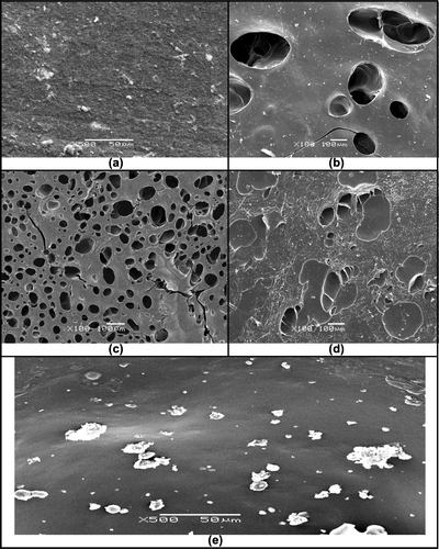 Figure 5. SEM micrographs of surfaces of (a) dry Cs–P(AAm-co-CA)-2, (b) swollen Cs–P(AAm-co-CA)-1, (c) swollen Cs–P(AAm-co-CA)-2, (d) swollen Cs–P(AAm-co-CA)-3, and (e) lipase-entrapped dry Cs–P(AAm-co-CA)-2 hydrogels.