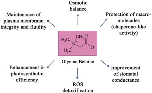 Figure 1. Various roles of glycine betaine (GB) in plants exposed to abiotic stress conditions.