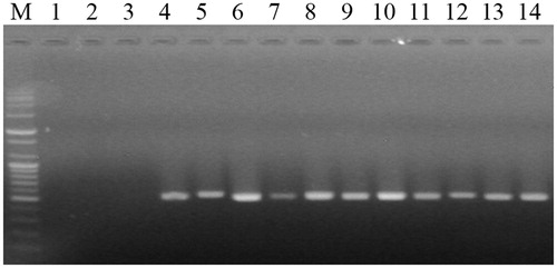 Figure 3. DNA fragments amplified by PCR using the TDP-F and TDP-R primer set specific for Trichoderma spp. M, 100-bp plus DNA ladder (Bioneer, Daejeon, Korea); lane 1, Pleurotus eryngii; lane 2, P. ostreatus; lane 3, Grifola frondosa; lane 4, T. harzianum (KACC40558); lane 5, T. longibrachiatum (KACC40563); lane 6, T. atroviride (KACC40774); lane 7, T. koningii (KACC40779); lane 8, T. cf. virens (KACC40783); lane 9, T. harzianum (KACC40784); lane 10, T. pleuroticola (KACC44535); lane 11, T. pleuroticola (KACC44536); lane 12, T. pleurotum (KACC44537); lane 13, T. citrinoviride (KACC44703); and lane 14, T. pleuroticola (CAF-TP3).