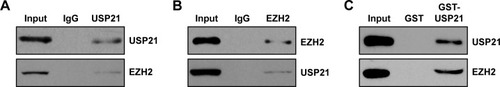 Figure 4 Identifying USP21 as a EZH2-interacting protein.