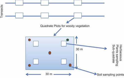 Figure 2. Schematic diagram showing transects and plots layout for woody vegetation, herbaceous vegetation and soil sampling.