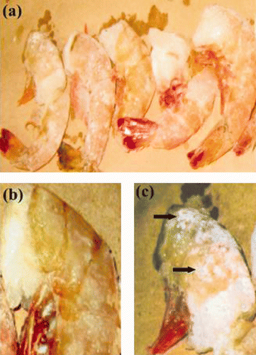 Figure 1. Preliminary frozen shrimp section analysis. (a): Frozen shrimp sections showed individual samples isolated. (b),(c): Primary viral infection evaluation by visual macroscopic WSSV symptoms in uninfected and infected shrimp samples, respectively. Arrows indicate the white spots characteristic of this disease. Figura 1. Análisis preliminar de las secciones congeladas de camarón. (a): Sección de camarón congelada mostrando los camarones individuales aislados. (b),(c): Evaluación preliminar de la infección viral por síntomas de WSSV macroscópicos visuales en muestras no infectadas e infectadas, respectivamente. La flecha indica la característica mancha blanca de la enfermedad.