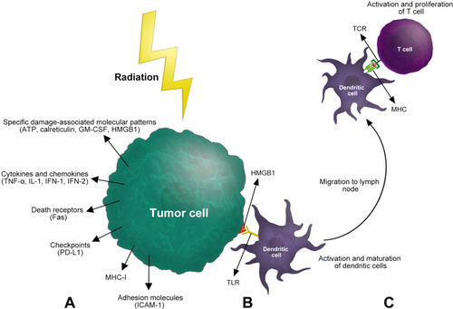 Figure 1 (A) Radiation induces changes to the tumor cell phenotype and release of cytokines; (B) HMGB1 activate dendritic cells by binding to Toll-like receptors; (C) The migration of dendritic cells to regional lymph nodes and the subsequent T-cell activation and proliferation. TLR, Toll-like receptors; TCR, T cell receptor.