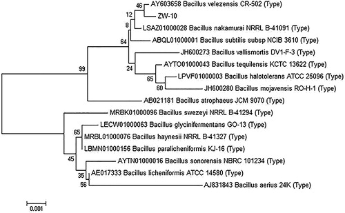 Figure 2. Neighbour-joining phylogenetic tree of ZW-10 based on 16S rRNA sequence analysis.