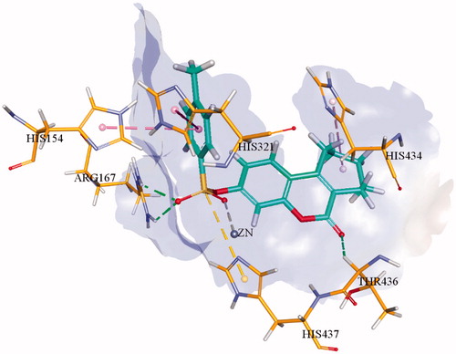 Figure 2. 3D binding interactions of most potent inhibitor 1f within the active site of h-TNAP. Hydrogen bonds are shown in green dotted line while π–π interactions are shown in purple dotted line.