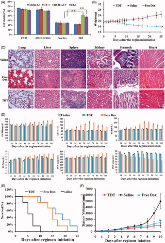 Figure 6. Potential reduced side effects and anticancer ability of TDT in vitro and in vivo. A. Cell viability assays in vitro after the cells were treated with CD123 aptamer ZW25, ZW25-OCDLS, free Dox or TDT for 3 h. The cell viability of Molm-13, TF-1, RCH-ACV and EL4 cells were evaluated by CCK8 assay after 48 h of further incubation (mean ± SD, n = 6, *p < .05). (B,C). TDT reduced cytotoxicity to normal tissues in vivo. Mice were randomly divided into two groups and treated either with TDT or saline. B. Weights up to 25 days after treatment initiation (mean ± SD; n = 6). C. 25 days after initial treatment, mice were euthanized and the heart, liver, kidney, spleen, stomach and lung tissues were observed by H&E staining. D. Serology assessment. A. Serum markers of organ damage. Each bar represents means with SD of six replicates. (E,F) TDT-targeted ability to inhibition CD123 + tumor growth. Molm-13 xenograft mouse tumor model was developed by s.c. injection of Molm-13 cells in the back of Babl/c mice. Mice were divided into three groups randomly, in which the following regimens with different agents were administered by i.v. injections each day: (i) TDT, (ii) free Dox (2 mg/kg), and (iii) saline (n = 6). E. Survival rate of mice after treatment initiation. F. Tumor volumes of mice after treatment initiation.