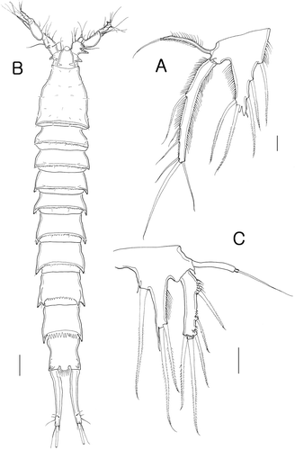 Figure 6.  Isocletopsyllus maximus sp. nov. Female (paratype): A, P5. Male (paratype): B, habitus, dorsal; C, P5. Scale bars: A, C=30 µm; B=100 µm.