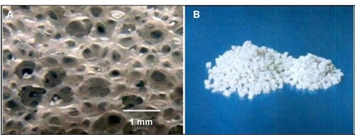 Figure 1 The morphology of porous n-HA/PA66 composite.Notes: (A) A porosity of 75%–85% and an average pore size of 500 microns; (B) A size of 4 × 2 × 2 mm3.Abbreviation: n-HA/PA66, nano-hydroxyapatite/polyamide 66.