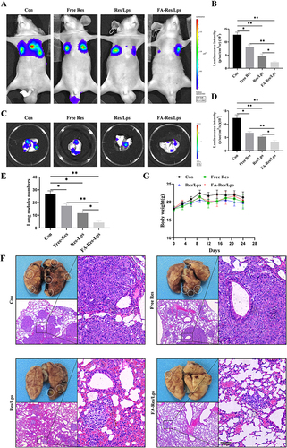 Figure 6 FA-Res liposomes inhibited the lung metastases of osteosarcoma in vivo. (A–D) Fluorescence imaging of luciferase and quantitative data in OS lung metastases mouse model in vivo, and lung tissues ex vivo at 4 weeks. (E) Number of lung nodules in mice in each treatment group. (F) Representative photographs of lung tissues of mice in each group and representative HE-stained images of lung tissues. (G) Changes in body weight of mice in each treatment group. All data are expressed as mean ± standard deviation (n=5). *p<0.05, **p<0.01.