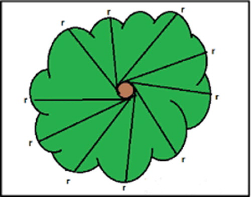Figure 11. Tree crown width measurement.