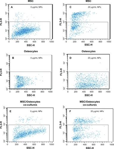 Figure 7 Flow cytometry. (A) Mesenchymal stem cells cultured in cell culture medium modified with zinc oxide nanoparticles. (B) Mesenchymal stem cells cultured in cell culture medium. (C) Osteocytes cultured in cell culture medium modified with zinc oxide nanoparticles. (D) Osteocytes cultured in cell culture medium. (E) Mesenchymal stem cells and osteocytes cocultured in cell culture medium modified with zinc oxide nanoparticles. (F) Mesenchymal stem cells and osteocytes cocultured in cell culture medium. (Zinc oxide nanoparticle concentration 20 μg/mL; incubation time six hours).