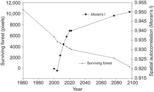 Figure 5. Spatial autocorrelation (SA) during the putative deforestation history of Alta Floresta. Moran's I can be seen as the ratio of covariation between neighbors divided by the total variation. It is a global index for the whole study area which varies from –1 (dissimilar neighboring values) to 1 (spatially clustered values) and equals 0 in absence of SA (random pattern). Moran's I thus measures the strength of local interactions between neighbors. In Alta Floresta, during the observation period (2000–2004) clumpiness diminished as a product of new deforestation spots. In the forecast period, 2006–2097, clumpiness augmented as cellular automata emphasized the importance of local interactions. The response of Moran's I is nonlinear to a deforestation process that was piecewise linear.