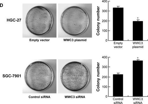 Figure 2 WWC3 inhibits gastric cancer cell proliferation.