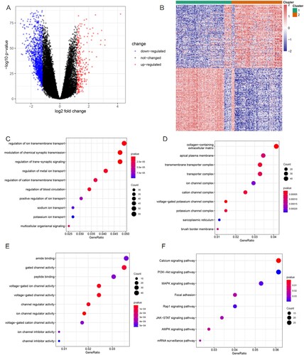 Figure 2. Identification and functional annotation analyses of the DEGs. (A) Volcano plot of the DEGs between the C1 and C2 groups. Upregulated genes are presented as red nodes; downregulated genes as blue nodes; and genes with no differences as black nodes. (B) Heatmap of the DEGs to visualize gene expression levels. (C–E) The top 10 significant GO terms for the DEGs are displayed. (F) The top eight KEGG pathways of the DEGs are displayed.