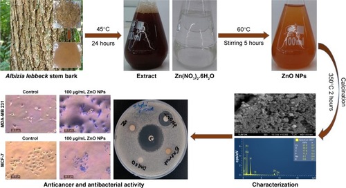 Figure 10 Summary of the synthesis and biomedical activity of biosythesized ZnO NPs.