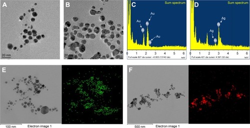 Figure 4 FE-TEM imaging shows that the particles are spherical in shape.Notes: (A) GBAuNPs with sizes between 5 and 10 nm and (B) GBAgNPs with sizes between 10 and 20 nm. EDX spectrum of (C) GBAuNPs confirmed the presence of characteristic peak of metallic gold at 2.2 keV and (D) GBAgNPs characteristic peak of silver at 3.3 keV. Elemental mapping analysis of (E) GBAuNPs and (F) GBAuNPs showed maximum distribution of gold (green) and silver (red) elements in the corresponding nanoparticles.Abbreviations: EDX, energy-dispersive X-ray spectrometer; FE-TEM, field-emission transmission electron microscopy; GBAgNPs, silver nanoparticles from ginseng berry; GBAuNPs, gold nanoparticles from ginseng berry.