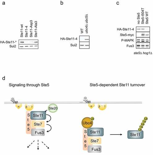 Figure 2. Steady-state levels of active Ste11 is dependent on Ste5 and Ubc4/5.