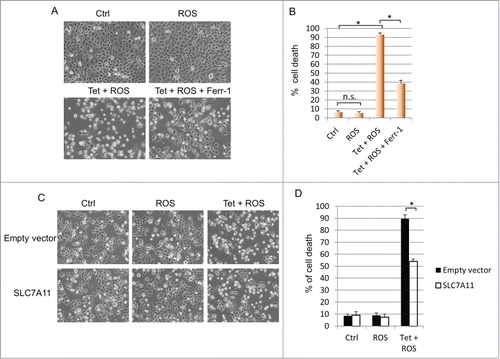 Figure 1. Wild type p53 facilitates ferroptosis through SLC7A11 under ROS-induced stress. (A) p53WT tet-on stable line cells were pre-treated with doxycycline (0.1 µg/mL) for 24 hours before ROS (TBH, 60 µM) was added for 3 hours with or without Ferr-1. (B) Quantification of cell death as shown in (A). (C) p53WT tet-on stable line cells were transfected with control plasmid or plasmid overexpressing SLC7A11. Cells were seeded 24 hours later and after attachment, cells were induced by doxycycline (0.1 µg/mL) for 24 hours before addition of ROS (TBH, 30 µM) for another 3 hours. (D) Quantification of cell death as shown in (C). *, P < 0.01, n.s, not significant (Student's t test).