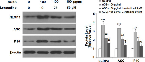 Figure 5 Treatment with the H1R antagonist loratadine prevented AGE-induced activation of the NLRP3 inﬂammasome in human SW1353 chondrocytes. Cells were stimulated with AGEs (100 μg/mL) in the presence or absence of loratadine (25, 50 µM) for 24 h. Expression of NLRP3, ASC, and cleaved caspase 1 (P10) was measured by Western blot analysis (***P<0.0001 vs vehicle group; ##P<0.001 vs AGEs group; $P<0.01 vs AGEs+25 µM loratadine).