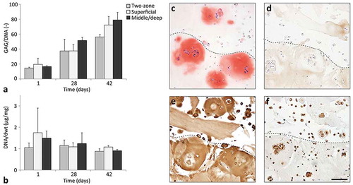 Figure 6 Cartilage production within the printed two-zone constructs (N = 1, n = 3). GAG normalized to the DNA content (a) and DNA normalized to the dry weight (dwt, b) for printed two-zone constructs (two-zone), printed superficial zone only constructs (superficial), and printed middle/deep zone constructs (middle/deep). Values represent the mean ± standard deviation. Histological assessment of two-zone constructs for safranin-O (c), collagen type I (d), collagen type II (e), and proteoglycan IV (f). The dotted lines indicate the transition between the superficial zone (top) and middle/deep zone (bottom). Scale bar represents 100 µm for all images.