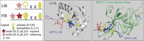 Figure 1. The LIR motif, for binding to Atg8-family proteins, and the FIR core motif, for binding to the RB1CC1 Claw domain, overlap. Left panel, comparative schematic representation of the LIR motif (F/Y/W_x_x_I/L/V) and the FIR core motif (D/E/pS/pT_F/Y/W/I/L/V_x_x_I/L/V) in autophagy proteins. The legend shows properties of amino acid residues. Both motifs can be preceded by acidic residue(S) (pink) that enhance the binding affinity between the LIR or FIR and Atg8-family proteins or the RB1CC1 Claw domain, respectively. Middle panel, the crystal structure (PDB ID: 2LUE) of the LIR motif (FVEI) in OPTN (multicolored extended/β-stand conformation) bound to LC3B (light gray). The serine residues N-terminal to the LIR can be phosphorylated, especially S177, which enhances the binding affinity between the OPTN LIR and LC3B. Right panel, the crystal structure (PDB ID: 7CZM) of the FIR core motif (multicolored extended/β-stand conformation) in OPTN bound to the RB1CC1 Claw domain (pale green). The two negatively charged residues, E175 and D176, N-terminal to the FIR enhance the binding affinity between the OPTN FIR and the Claw domain. The RB1CC1 Claw domain is visualized as a homodimer that binds two FIR core motifs, forming together a hetero-tetramer with 2:2 stoichiometry.