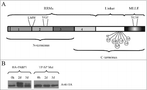 Figure 2. Identification of the PABP1 phosphorylation motifs. (A) Structural domain organization of the L. infantum PABP1 homologue. The protein's RRM region consisting of the first two thirds of PABP1 (encompassing all four RRMs) plus the “Linker” segment and the “MLLE” domain are shown. Seven putative phosphorylation sites are indicated, six of which were targeted by site-directed mutagenesis (circled). Also highlighted are the three sets of amino acid triplets chosen for mutagenesis and localized between RRMs 1 and 2 (LMW), within RRM2 (YGF) or within the MLLE domain (TGM) The N-terminus and C-terminus fragments used for the pull-down assays are also indicated. (B) Expression of HA-tagged, episomally encoded, PABP1 evaluated with a monoclonal commercial anti-HA antibody. The left panel compared the expression of wild-type PABP1 (HA-PABP1) during three representative stages of the parasite growth curve. The right panel evaluates the expression, under the same conditions of the PABP1 mutant (TP-SP Mut) where all six putative phosphorylation sites were targeted by site directed mutagenesis.