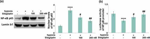 Figure 8. Sitagliptin prevented hypoxia-induced activation of NF-κB. Cells were stimulated with Sitagliptin (100, 200 nM) for 2 hours, followed by exposure to hypoxia for 6 hours. (a). Nuclear levels of NF-κB p65; (b). Luciferase activity of NF-κB promoter (****, P < 0.0001 vs. vehicle group; #, ##, P < 0.05, 0.01 vs. Sitagliptin group, n = 6).