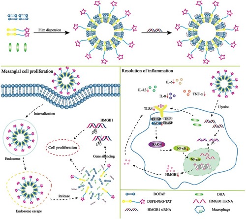 Scheme 1 Structure and treatment strategy of TAT-CLs-DHA/siRNA. The mechanism of TAT-CLs-DHA/siRNA is to inhibit the TLR4 signaling pathway to therapy LN. The therapy was based on a synergistic effect involving the HMGB1 siRNA and DHA which the siRNA binds to HMGB1 mRNA and the DHA act on the TLR4 signal pathway of immune cell.