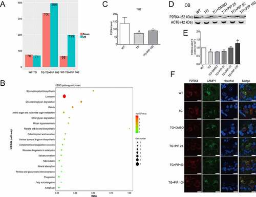 Figure 6. TMT quantitative proteomic experiments show P2RX4 as an effective target for PIP-induced SNCA autophagic degradation. (A) Differential protein quantitative results of the mouse OB proteome in 6-months-old TG mice before and after 100 mg/kg PIP treatment compared to age-matched WT mice. P < 0.05. (B) Kyoto Encyclopedia of Genes and Genomes (KEGG) analysis shows that the ALP may be a potential target for PIP treatment. (C) TMT quantitative proteomic shows that P2RX4 is upregulated after PIP treatment in OB. (D) Western blotting validated the change in P2RX4. (E) Quantitative analysis of P2RX4 level in OB. The normalized ratio for the WT group was taken as 1. (F) Representative immunofluorescence images showing the colocalization of P2RX4 and LAMP1 (lysosome marker) from mice slices of OB. Scale bar: 10 µm. Data are expressed as means ± SD (one-way analysis of variance). #P < 0.05 vs. WT; *P < 0.05 vs. TG (n = 3).