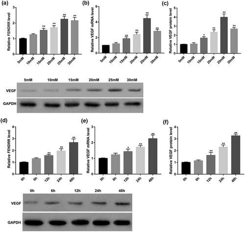 Figure 2. D-glucose dose- and time-dependently increased FENDRR and VEGF expression in HRECs. HRECs were incubated with increasing concentrations of D-glucose (5, 10, 15, 20, 25, and 30 mM) for 48 h, then relative FENDRR level (a) and VEGF mRNA level (b) were examined by RT-qPCR, and protein expression of VEGF (c) was evaluated by Western blot. *p < 0.05, **p < 0.01 vs. the 5 mM group. In parallel experiments, HRECs were incubated with D-glucose (25 mM) for 0, 6, 12, 24, or 48 h, then relative FENDRR level (d) and VEGF mRNA level (e) were examined by RT-qPCR, and protein expression of VEGF (f) was evaluated by Western blot. The data are expressed as the mean ± SD from three independent experiments. *p < 0.05, **p < 0.01 vs. the 0 h group. ANOVA followed by Dunnett’s test was used to analyze the differences among multiple groups.