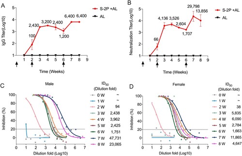 Figure 6. Immunogenicity of SARS-CoV-2 S-2P proteins in nonhuman primates. Cynomolgus Macaques were immunized twice at 0, 2, and 6 weeks with 20 μg of proteins or adjuvant only (n = 2). (A) SARS-CoV-2-specific IgG titres were measured by end-point ELISA. (B) Neutralization titres against SARS-CoV-2 were measured each week. The arrows indicate the immunization time points. (C, D) Inhibition curves of monkey sera in the neutralization assay. The mean ID50 (dilution fold) for two monkeys are calculated by nonlinear fit using Graphpad Prism 8. The horizontal dotted lines indicate the detection limit.