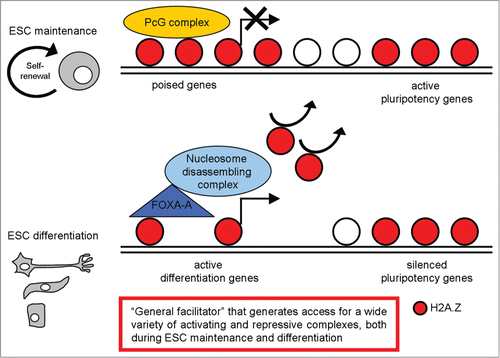 Figure 3. A schematic representation of H2A.Z distribution in pluripotent and differentiated cells, with the most relevant functions described.
