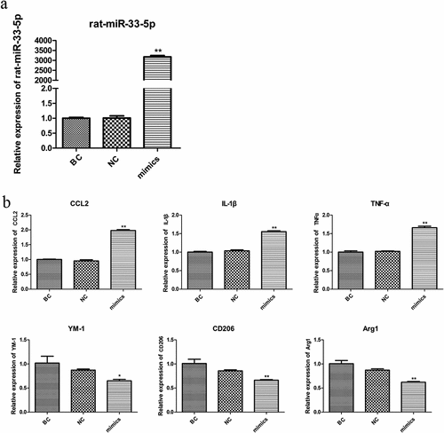 Figure 1. The expression of miR-33-5p (a) and biomarkers of M1/M2 microglia (b). *p < 0.05 and ** p < 0.01.