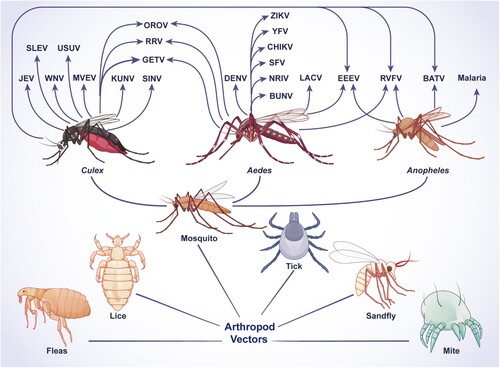 Figure 1. Characteristics of arthropod vectors and the viruses transmitted by them. Schematic showing arthropod vectors and the viruses transmitted by them. Among all arthropod vectors (mosquitoes, ticks, sandflies, mites, lice, and fleas), mosquitoes cause the most significant morbidity and mortality in humans. The viruses transmitted by specific mosquitoes are indicated. JEV, WNV, MVEV, SLEV, KUNV, USUV, DENV, ZIKV, and YFV are flaviviruses. RRV, CHIKV, GETV, SINV, SFV, and EEEV are alphaviruses. BUNV, LACV, NRIV, RVFV, OROV, and BATV are bunyaviruses. The abbreviations used are spelled out as follows: BATV, Batai virus; BUNV, Bunyamwera virus; CHIKV, Chikungunya virus; DENV, dengue virus; EEEV, Eastern equine encephalitis virus; JEV, Japanese encephalitis virus; KUNV, Kunjin virus; LACV, La Crosse virus; MVEV, Murray Valley encephalitis virus; NRIV, Ngari virus; OROV, Oropouche virus; RRV, Ross River virus; RVFV, Rift Valley fever virus; SFV, Semliki Forest virus; SINV, Sindbis virus; SLEV, St. Louis encephalitis virus; WNV, West Nile virus; YFV, yellow fever virus; ZIKV, Zika virus.