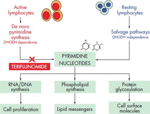 Figure 3 Mechanism of action of teriflunomide.