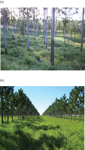 Figure 1. Examples of silvopastoral systems in Argentina: (a) a hardwood plantation (foreground) and (b) a softwood plantation, managed at a low stocking (e.g. double-row planting with a wide alley between paired rows)