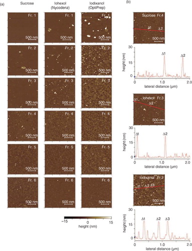 Fig. 4.  (a) Atomic force microscopic (AFM) analyses of the fractions in PBS. The crude salivary EVs were fractionated through density gradients of sucrose (left), iohexol (middle) or iodixanol (right), and particles contained in each fraction were adsorbed on the mica precoated with 3-aminopropyltriethoxysilane and were scanned by MFP-3D-SA-J (Asylum Research) using the in liquid tapping mode. The colorimetric scale in the bottom indicates the Z dimension. (b) The height maps of the plausible EV-containing fractions. Fraction 4 of sucrose, fraction 3 of iohexol and fraction 2 of iodixanol were mapped with their heights along with the red line in the images. Labels of Δ1 to Δ 3 indicate the positions that had high height in the images.