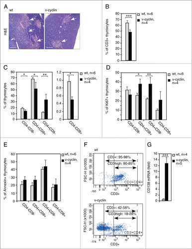 Figure 5. v-cyclin expression alters the thymic morphology and interferes with T-cell differentiation. (A) Representative images of the H&E stained control (wt) and Eμ-v-cyclin (v-cyclin) thymi prior to the onset of lymphomagenesis. The thymic medullae are indicated by arrows. (B) Quantification of FACS analysis with anti-CD3 antibodies of the thymi from 5-week old littermate control (wt, n = 6) and Eμ-v-cyclin (v-cyclin, n = 4) mice. (C) The thymi in (B) stained with combinations of anti-CD4 and -CD8 antibodies and analyzed by FACS (quantifications are shown). Unstained thymocytes were used as background controls. (D and E) FACS analysis of cells positive for Ki67 (D) and AnnexinV (E) in the CD4- and CD8-expressing thymocyte subpopulations in (C). (F) Analysis of the CD3 status in the CD4+CD8+ cells of the thymi in (B). Percentages of the CD3+CD4+CD8+ and CD3high+CD4+CD8− cells, as well as representative examples of the FACS plots are shown. (G) qRT-PCR analysis of CD138 mRNA levels in the pre-tumorigenic thymi of 5-week old littermate control (wt, n = 4) and Eμ-v-cyclin (v-cyclin, n = 5) mice. Scale bars in (A): 200 μm. Error bars in (B): s.d.; in (C–E) and (G): s.e.m. p-values: *P < 0.05, **P < 0.01, ***P < 0.001.