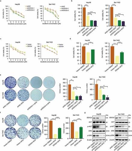 Figure 3. DDX24 regulates sorafenib-mediated inhibition of proliferation in HCC cells. (a, c) Cytotoxic effect of sorafenib (SFN) at the indicated doses on Hep3B and Bel-7402 cells transfected with DDX24-specific shRNAs (a) or DDX24 plasmid (c) was determined by CCK-8 assays after 48 hr, and IC50 of the cell lines exposed to SFN was analyzed. (b, d) Cell viability of Hep3B and Bel-7402 cells after transfecting with shRNAs (b) or DDX24 plasmid (d) followed by the treatment with SFN was detected by CCK-8 assays. (e, f) Colony formation assays of DDX24 knockdown (e) or overexpression (f) Hep3B and Bel-7402 cells treated with DMSO or SFN for 14 days, and representative qualification was shown in the right panel. (g) Expression of DDX24, AKT, p-AKT, ERK, p-ERK was tested by the western blot analysis. β-actin was used as the loading control. The results were shown as means ± SD, *p < .05, ** p < .01, *** p < .001, *** p < .0001; n. s., not significant.