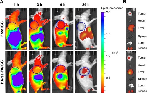 Figure 12 In vivo biodistribution studies of HA-ss-FA micelles.Notes: (A) In vivo fluorescence images of HCCLM3 tumor-bearing nude mice at 1, 3, 6, and 24 h after tail vein injection of free ICG and HA-ss-FA/ICG micelles. (B) Ex vivo fluorescence images of tumor, heart, liver, spleen, lung, and kidney collected at 24 h after injection. The tumor regions are marked with blue circles.Abbreviations: FA, folic acid; HA, hyaluronic acid; ICG, indocyanine green.